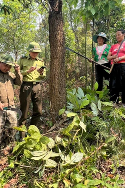 Điện Biên yêu cầu dừng ngay việc đốt nương thời gian cao điểm nắng nóng