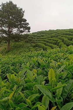 Cao Bằng quy hoạch lại vùng sản xuất thích ứng biến đổi khí hậu