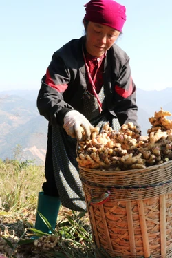 Ổn định sinh kế trên nương đá vùng cực Bắc