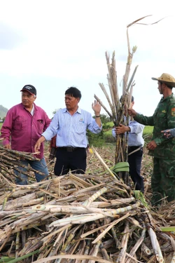 Giá mía thấp, đường tồn kho cao khiến doanh nghiệp nông dân gặp khó