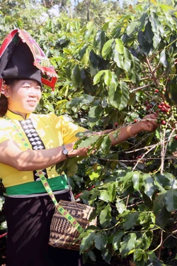Xây dựng thương hiệu “Cà phê Muổi Nọi - Arabica Sơn La”, đa dạng sinh kế cho người dân