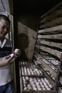 Gìn giữ nguồn gen, phát triển thương hiệu Gà Lạc Thủy
