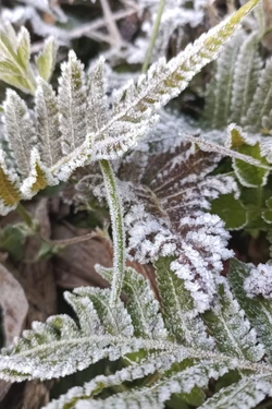 Tuyên Quang: Sương muối bao phủ cao nguyên đá, nhiều xã xuất hiện băng giá