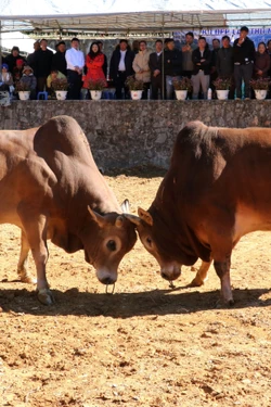 Rộn ràng hội thi Bò đẹp ở xã biên giới Phố Bảng, Tuyên Quang