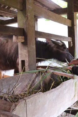 Vùng cao Tuyên Quang phòng chống rét, bảo vệ đàn vật nuôi
