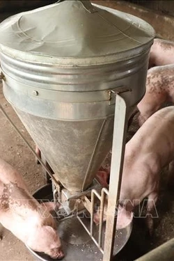 Phú Thọ công bố hết dịch tả lợn châu Phi tại 3 xã vùng cao