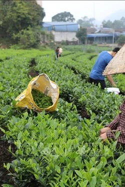 Thực hiện hiệu quả các chính sách cho vùng đồng bào dân tộc thiểu số và miền núi