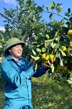 Đa dạng kênh tiêu thụ giúp cam Hà Tĩnh nâng cao sức cạnh tranh