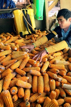 Đồng bào Mông ở Bản Hua Chiến vươn lên phát triển kinh tế