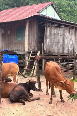 Nguồn vốn ưu đãi xây 'tổ ấm' cho người nghèo Quảng Trị