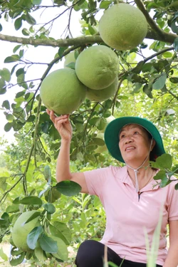 Ứng dụng '4 đúng' giúp nông dân tăng năng suất, giảm chi phí