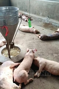 Kiểm soát dịch dịch tả lợn châu Phi, từng bước tái đàn