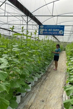Vươn lên làm giàu nhờ nông nghiệp công nghệ cao