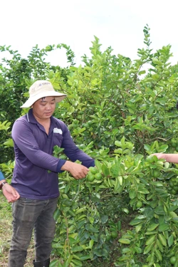 Liên kết trồng chanh không hạt, nông dân lãi nửa tỷ đồng mỗi ha