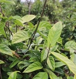 Đổi thay ở xã vùng cao Kỳ Thượng