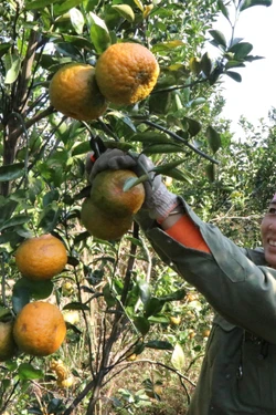 Nhà vườn Đắk Lắk vào giai đoạn 'nước rút' cung ứng vụ Tết