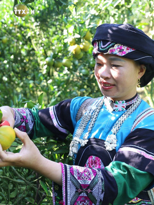 Dân tộc Bố Y