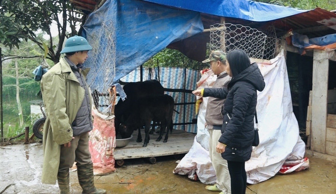 Cán bộ xã Bạch Đằng kiểm tra công tác phòng chống rét cho đàn gia súc trên địa bàn. Ảnh: Chu Hiệu/TTXVN