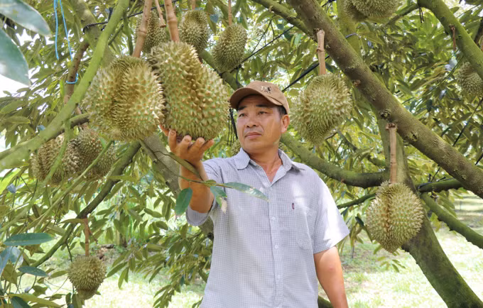 vung-trong3-0508.jpg