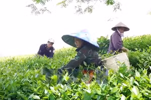 Nỗ lực tìm đầu ra cho chè Liên Sơn
