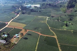 Vẻ đẹp thơ mộng vùng chè xã Bình Thuận, tỉnh Sơn La