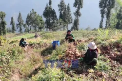 Người dân Tuyên Quang ổn định sinh kế trên nương đá