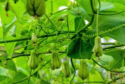 Khám phá mùa su nụ trên nóc nhà miền Tây