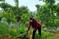 Người phụ nữ thắp xanh hy vọng trên mảnh đất biên cương