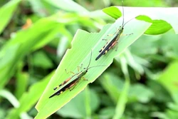 Phát hiện sớm, xử lý kịp thời các ổ châu chấu tre gây hại cây trồng