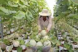 Chuyển đổi cơ cấu cây trồng, vật nuôi phù hợp từng vùng đất Long An