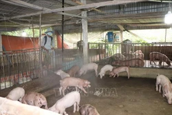 Cần Thơ khuyến cáo người dân thực hiện nghiêm an toàn sinh học trong chăn nuôi