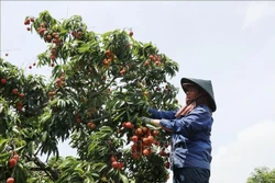 Đắk Lắk – Thủ phủ vải ở Tây Nguyên