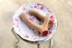 Nhộn nhịp mùa "hái lộc" nhung hươu của đồng bào dân tộc Mường