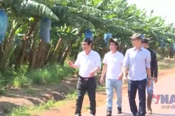 Sản phẩm chuối Gia Lai chinh phục các thị trường khó tính