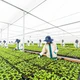 Gia Lai – Vùng đất vàng cho đầu tư nông nghiệp công nghệ cao