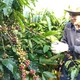 Tây Nguyên mở rộng mô hình canh tác cà phê thông minh