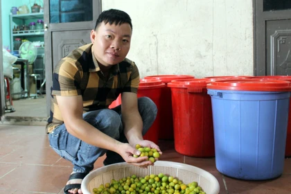 Chàng thanh niên dân tộc Dao làm giàu từ cây chanh rừng