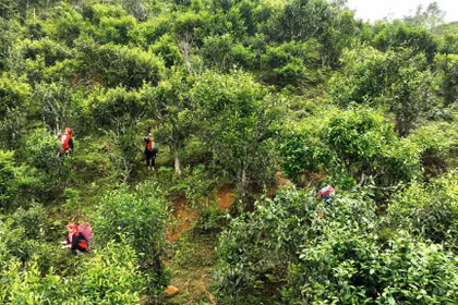 Đánh thức giá trị trà cổ Hồ Thầu