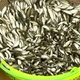 Rộn ràng mùa cá linh non nơi đầu nguồn châu thổ Cửu Long
