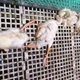 Quảng Ngãi tiêu hủy đàn vịt nhiễm cúm A H5N1