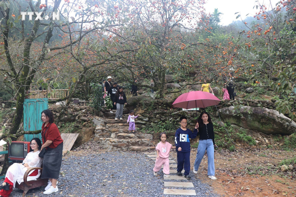Độc lạ vườn hồng 130 năm tuổi hấp dẫn du khách ở Nghệ An | Báo ảnh Dân tộc và Miền núi