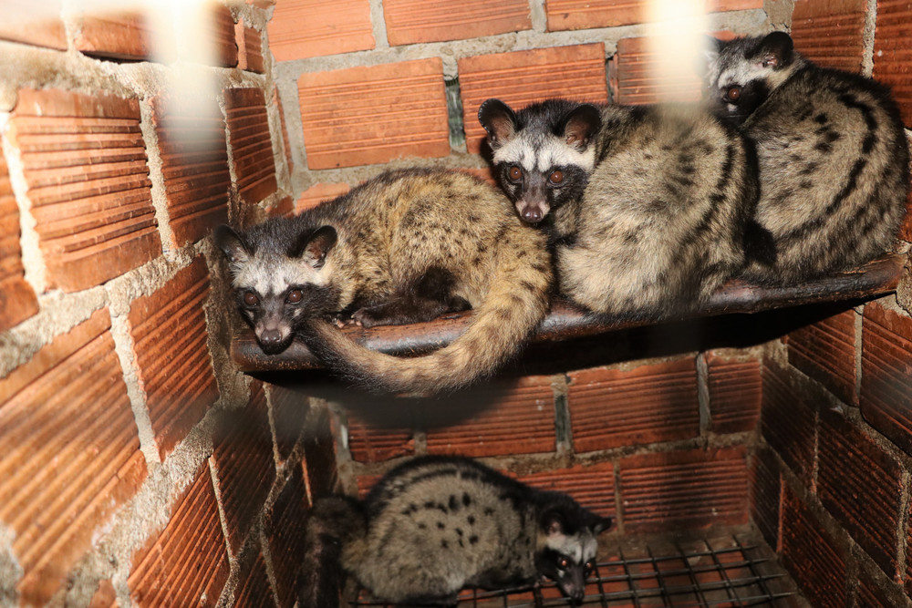 Nuôi chồn hương – mô hình mới, hiệu quả cao | Báo ảnh Dân tộc và Miền núi