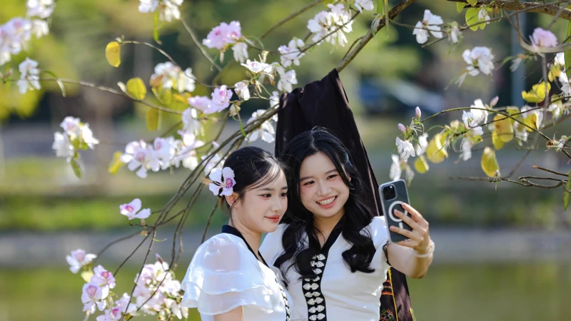 Hoa ban bung nở trên phố núi Điện Biên