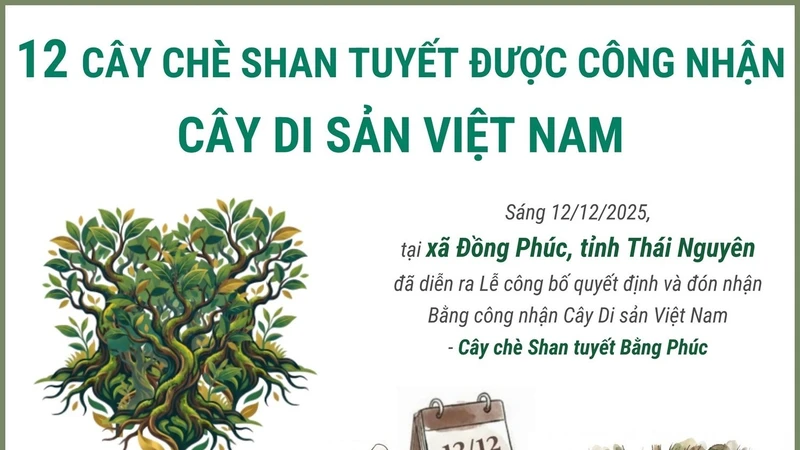 12 cây chè shan tuyết được công nhận là Cây Di sản Việt Nam