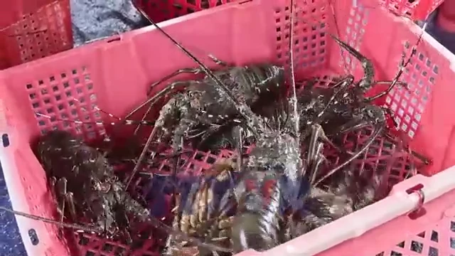 Ngư dân nuôi biển vượt khó sau thiên tai