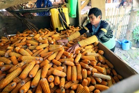 Đồng bào Mông ở Bản Hua Chiến vươn lên phát triển kinh tế