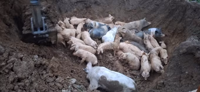 Tỉnh Cao Bằng đã phải tiêu hủy hơn 70.000 con lợn, tổng trọng lượng hơn 3.800 tấn, gây thiệt hại lớn cho ngành chăn nuôi. Ảnh: TTXVN phát