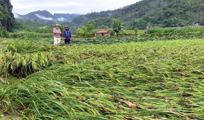 Mưa lớn khiến nhiều diện tích lúa và ngô của người dân tại huyện Lâm Bình (Tuyên Quang) bị gãy đổ. Ảnh: Hoàng Hải/TTXVN Mưa lớn khiến nhiều diện tích lúa và ngô của người dân tại huyện Lâm Bình (Tuyên Quang) bị gãy đổ. Ảnh: Hoàng Hải/TTXVN