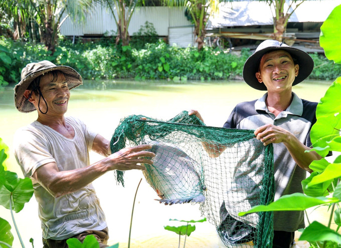 Ông Nguyễn Nhẫn (bên trái ảnh) kiểm tra kích thước cá nuôi trong ao. Ảnh: Lê Phước Ngọc/TTXVN Ông Nguyễn Nhẫn (bên trái ảnh) kiểm tra kích thước cá nuôi trong ao. Ảnh: Lê Phước Ngọc/TTXVN