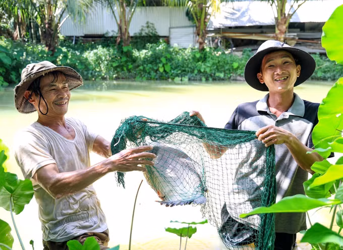 Ông Nguyễn Nhẫn (bên trái ảnh) kiểm tra kích thước cá nuôi trong ao. Ảnh: Lê Phước Ngọc/TTXVN